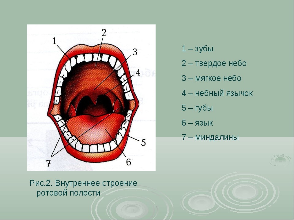 Рот человека строение в картинках