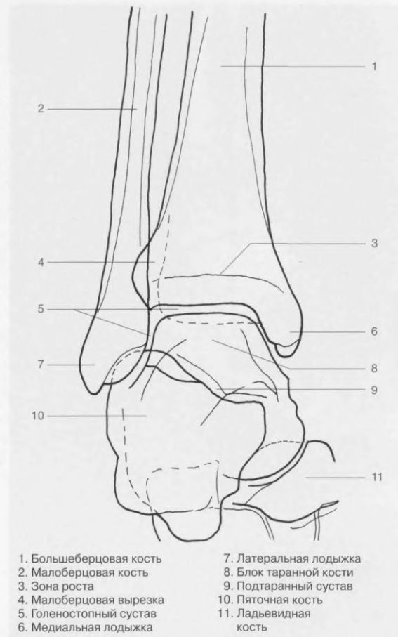 Кости лодыжки. Таранная кость суставы. Голеностопный сустав рентген анатомия. Строение латеральной лодыжки. Таранная кость подтаранный сустав.