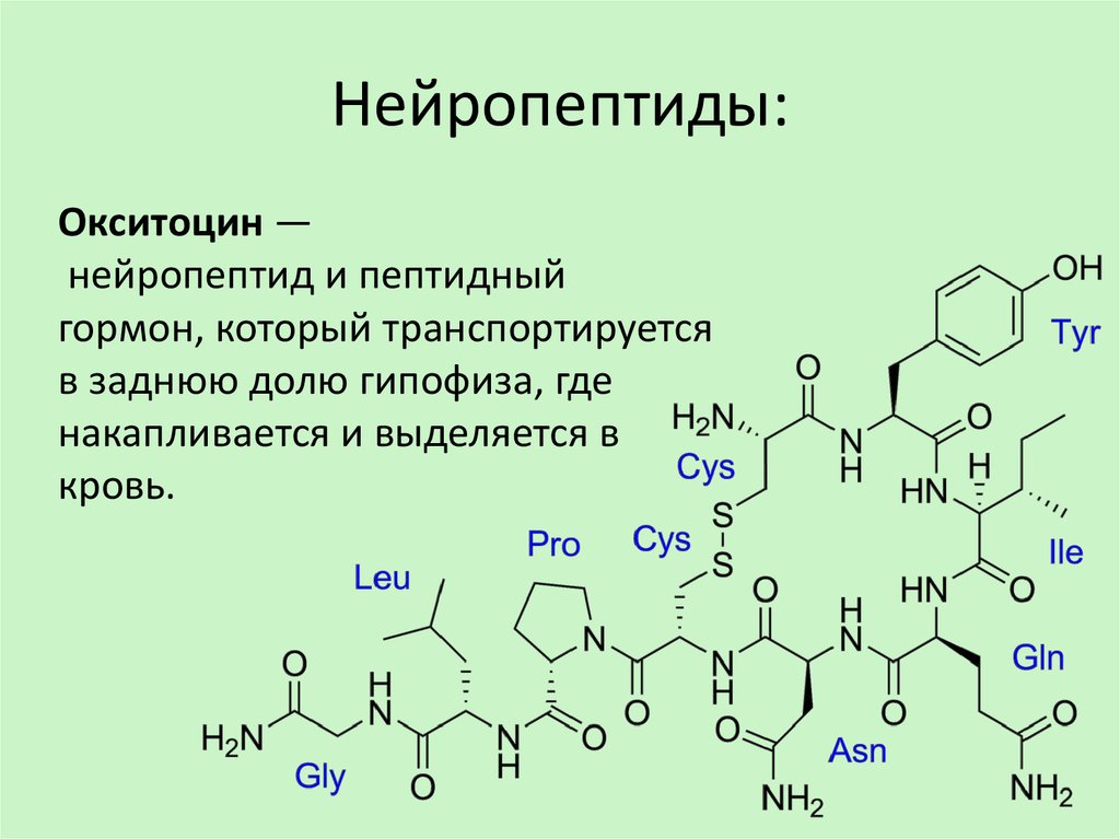 Пептидные гормоны картинки