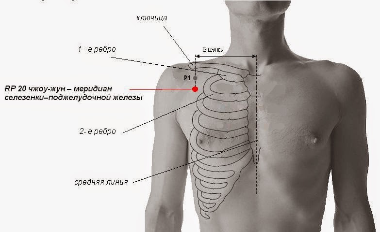 Части тела на груди. Ребра и ключица. Ребра и межреберья. Расположение ребер. Грудная клетка с ключицами.