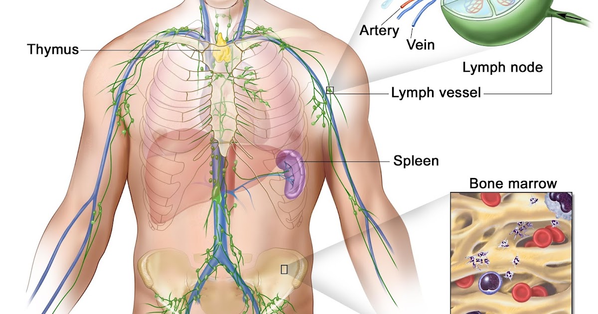 Увеличение лимфоузлов селезенки. Лимфатическая система селезенка. Лимфатические узлы печени. Лимфатические узлы печени анатомия.