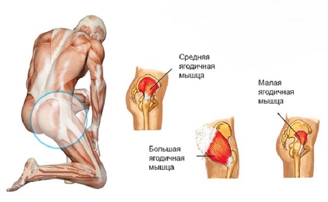 Средняя ягодичная мышца фото