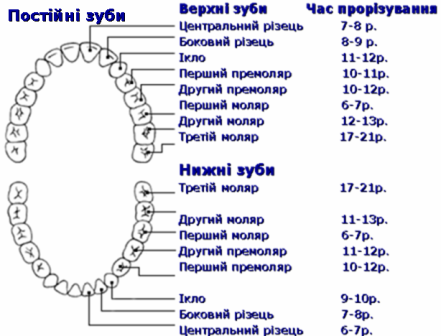 Зубы лезут не по схеме