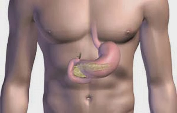 Фото с какой стороны желудок у человека фото
