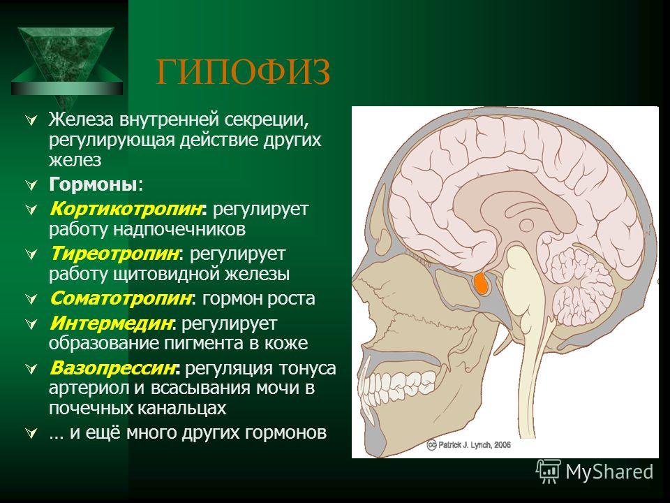 Железа регулирующая. Гормоны гипофиза регулируют. Гипофиз это железа. Опухоли передней доли гипофиза. Регулирует работу гипофиза.