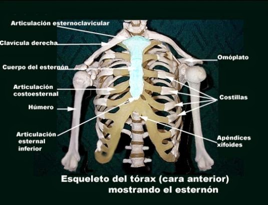 Dolor de clavícula