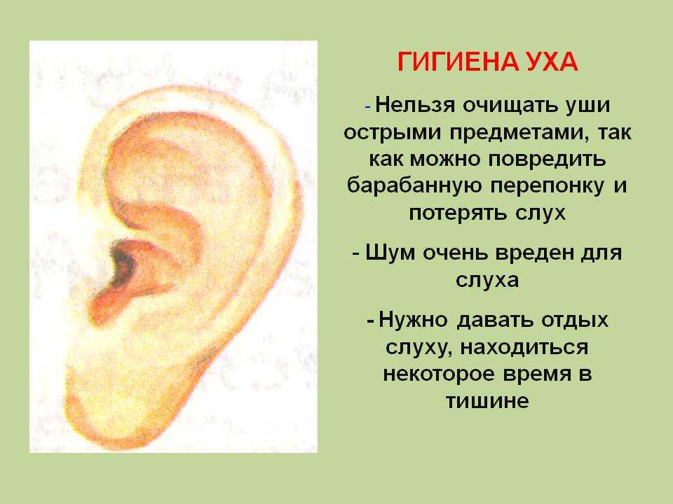 Какое значение уха. Ухо. Орган слуха гигиена слуха.