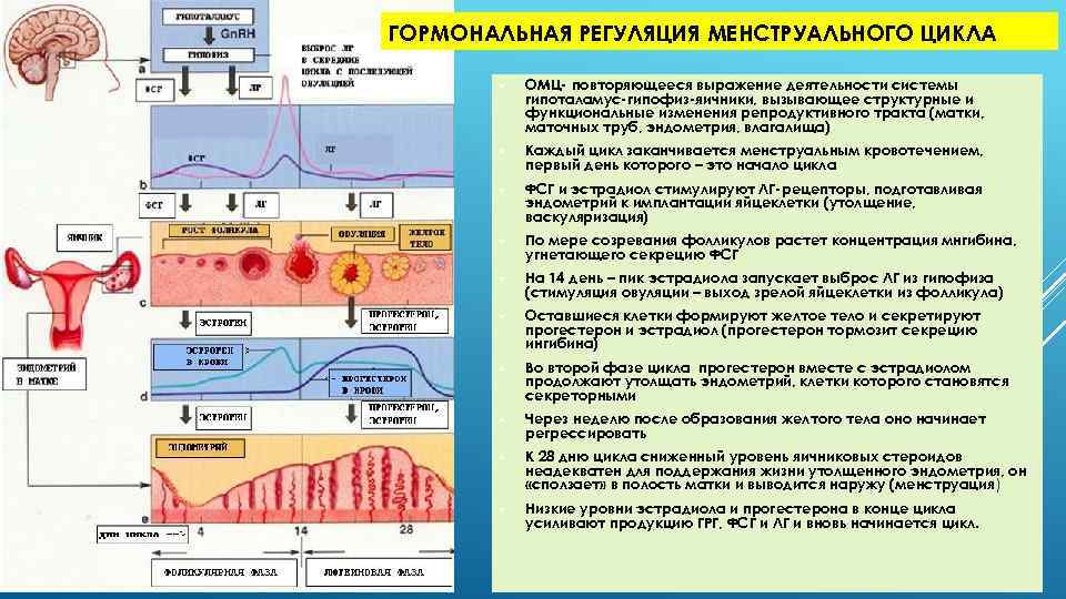 На тело в течении 3 с. Гормональная регуляция менструального цикла. Нейрогуморальная регуляция менструального цикла схема. Пять уровней регуляции менструационного цикла. Эндокринная регуляция маточно-овариального цикла.