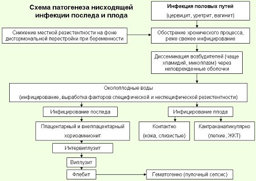 Цервицит схема лечения