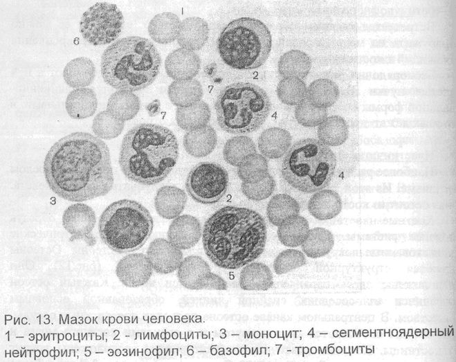 Мазок крови человека рисунок с обозначениями