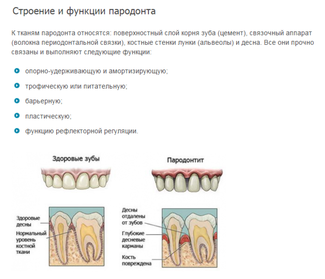 Схема десен. Строение зуба в Десне анатомия. Строение периодонта и пародонта зуба. Анатомия и функция тканей пародонта. Пародонт строение связки зуба.
