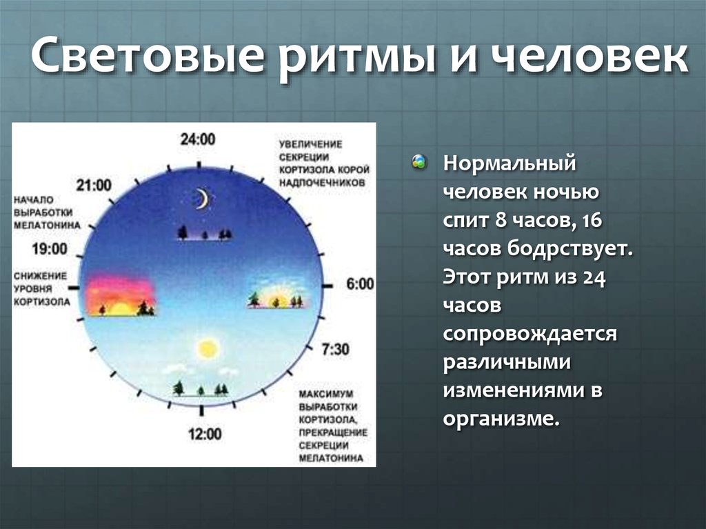 Проект биологические часы