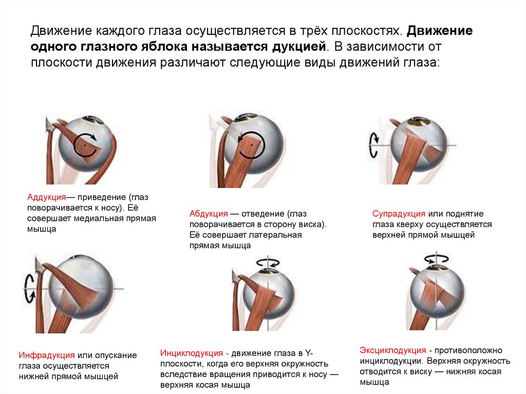 Движение глаз. Абдукция и Аддукция глаза. Виды движения глаз. Движение глазных яблок. Виды движений глазных яблок.