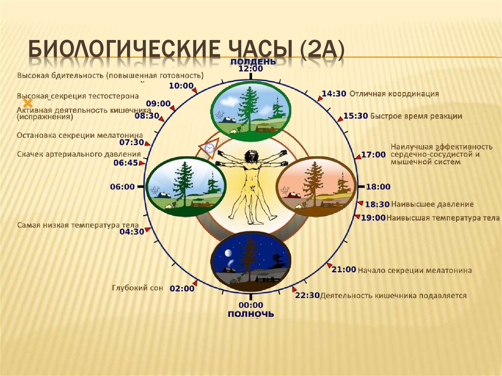 Час цикла. Биологические часы. Биологические часы человека. Презентация на тему биологические часы. Схема биологических часов человека.