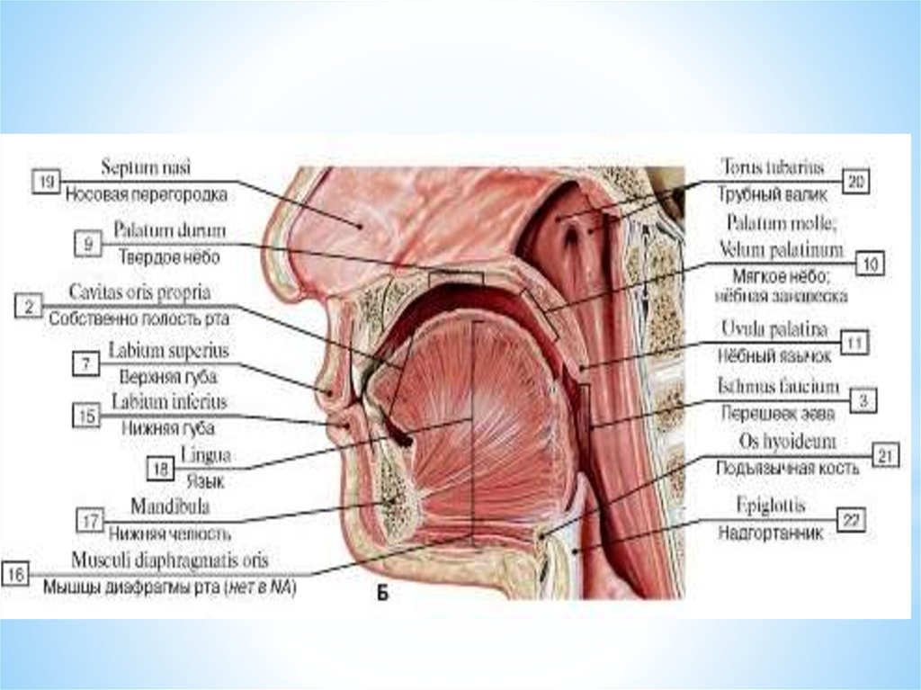 Передняя полость рта. Полость рта анатомия человека.