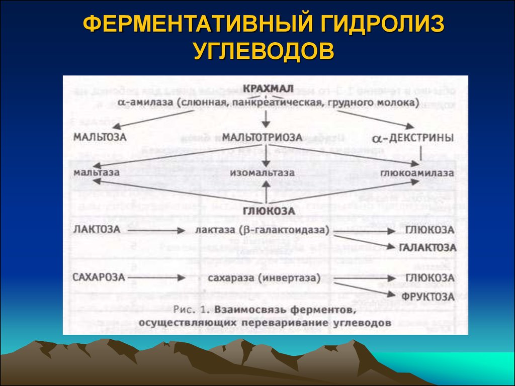 Ферментативное расщепление поступающих с пищей белков. Гидролиз углеводов. Ферментативный гидролиз.