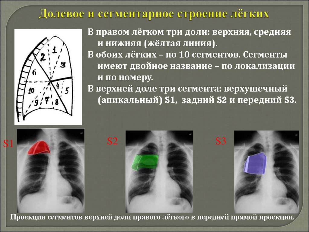 Количество долей в легком