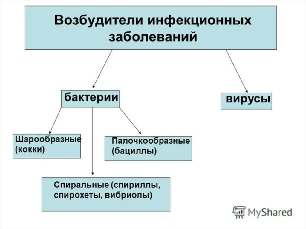 Виды инфекции схема