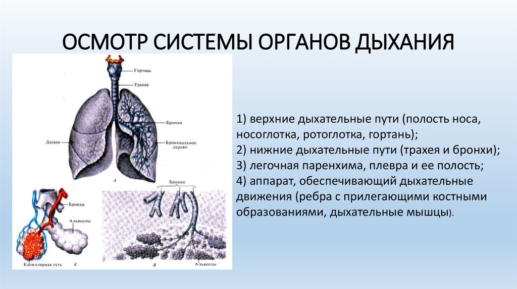 Осмотр дыхания. Осмотр дыхательной системы. Осмотр системы органов дыхания. Осмотр верхних дыхательных путей. Схема осмотра органов дыхания.