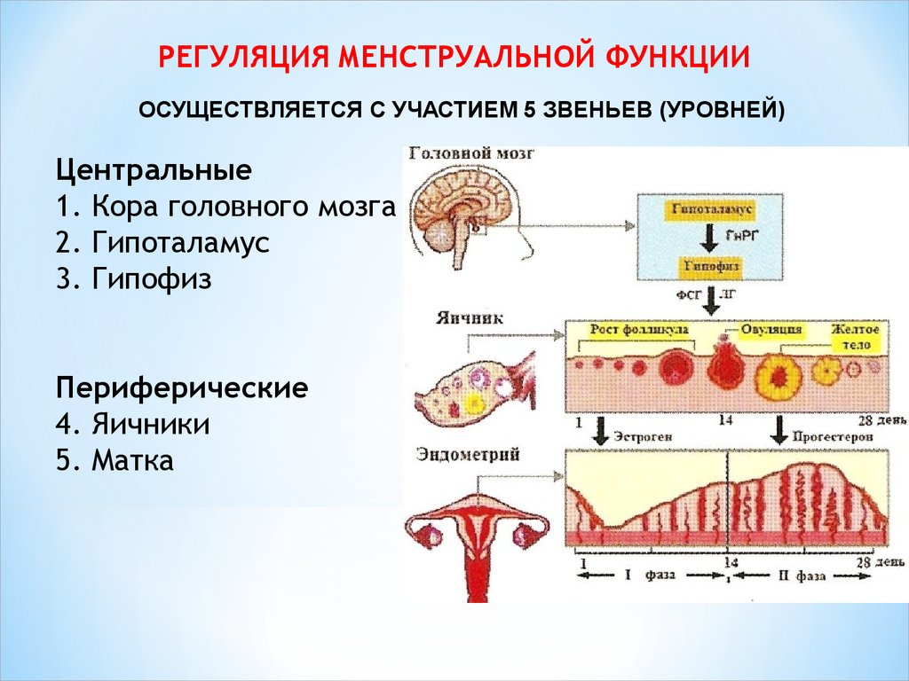 Процесс месячных в организме в картинках