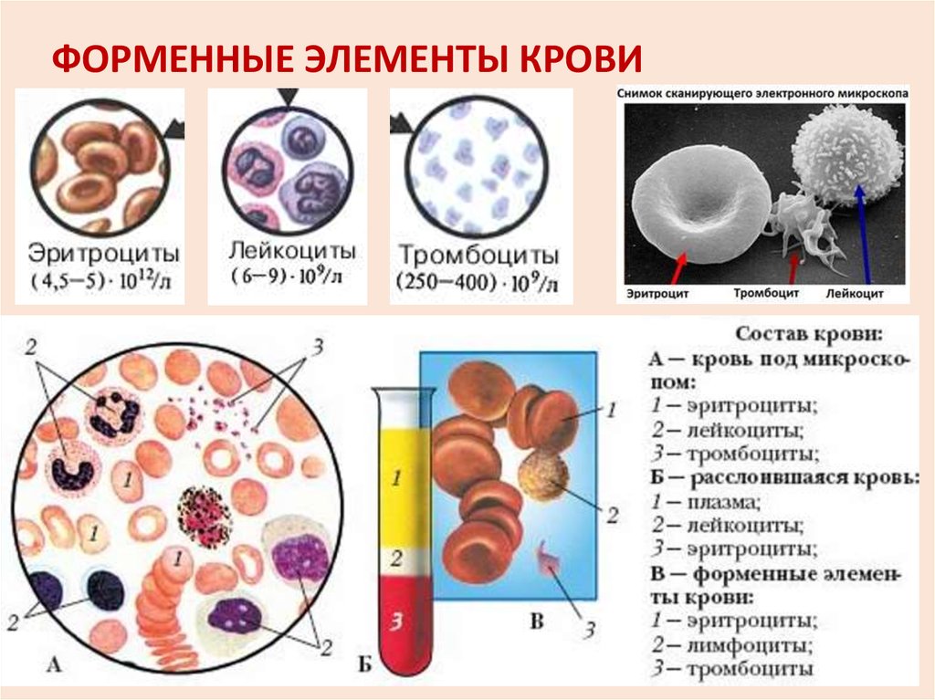 Группы клеток эритроцитов. Структуры форменных элементов крови человека. Лейкоциты тромбоциты эритроциты рисунок анатомия. Схема кровь плазма форменные элементы. Состав крови и строение крови.