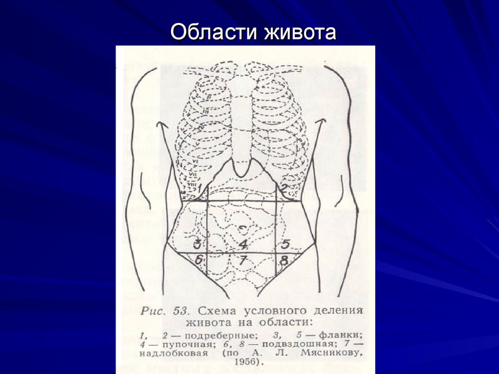 Зона эпигастрия. Области живота. Области живота анатомия. Топографические области живота. Области живота схема.