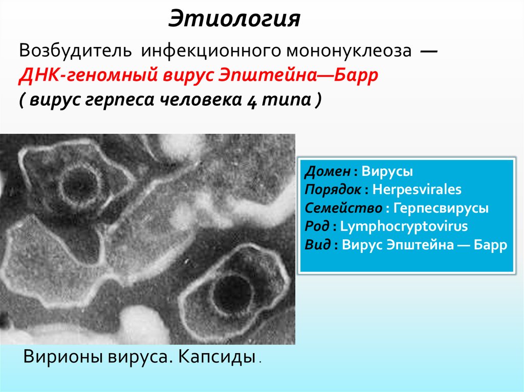 Инфекционный мононуклеоз вирус эпштейна. Инфекционный мононуклеоз этиология. Вирус Эпштейна Барра возбудитель.