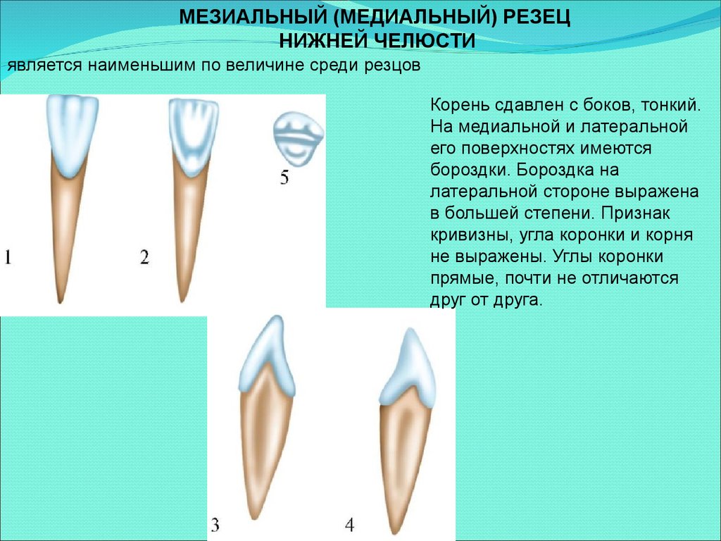 Большие резцы зубы. Центральный резец нижней челюсти анатомия. Нижний медиальный резец анатомия. Нижний латеральный резец анатомия. Латеральный резец нижней челюсти анатомия.