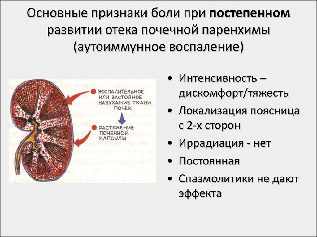 Болит почка симптомы лечение