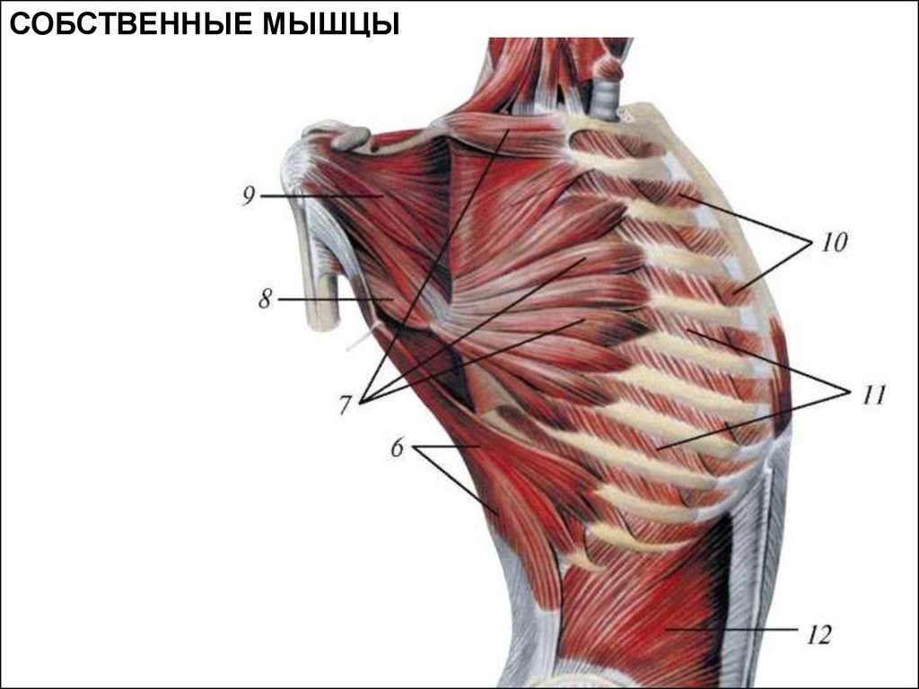 Фасции спины. Поверхностные мышцы грудины анатомия. Поверхностные мышцы грудины и живота. Мышцы и фасции спины анатомия. Мышцы и фасции груди анатомия.