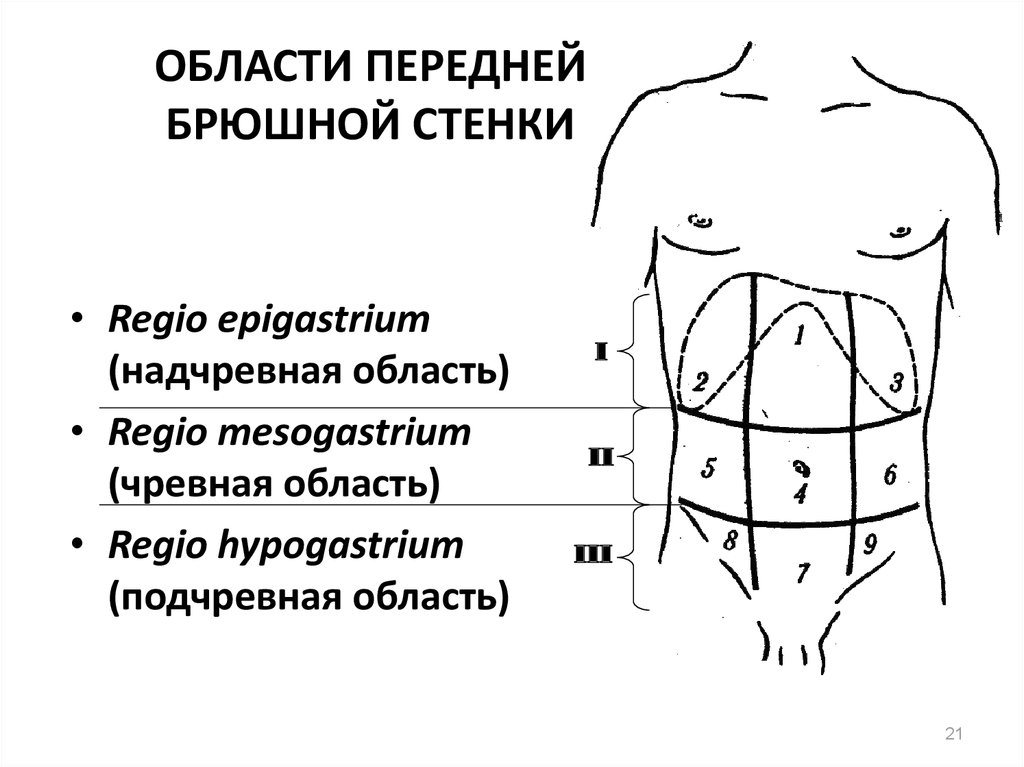 Квадранты живота схема