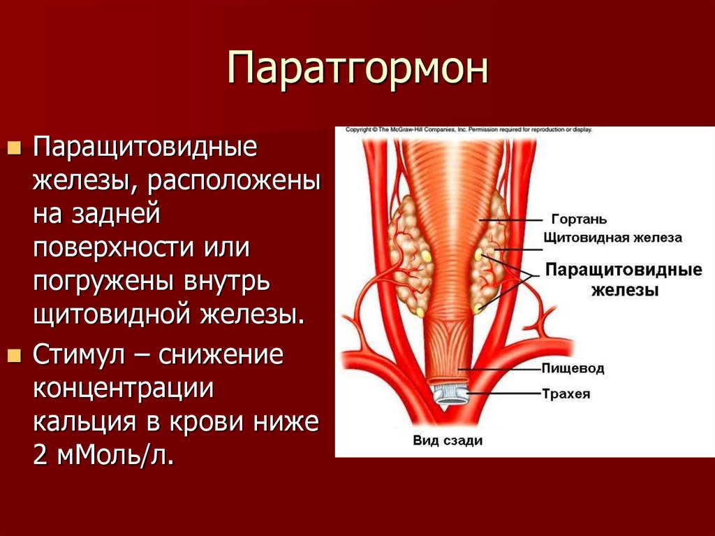 Гормоны паращитовидной железы