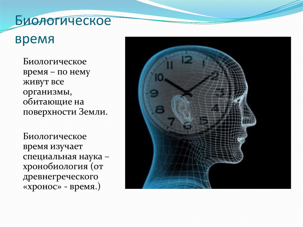 Схема циркадного ритма человека биологические часы и примерный суточный ритм органов