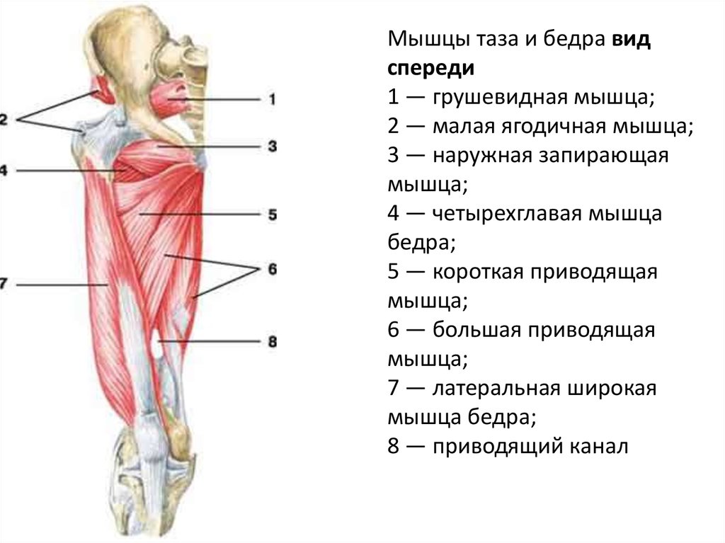 Передняя связка бедра