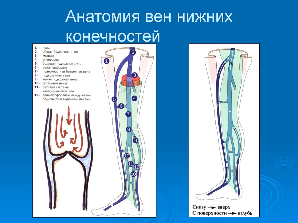 Анатомия вен ноги. Подкожные вены голени анатомия. Суральная Вена нижних конечностей анатомия. Анатомия коммуникантные вены нижних конечностей. Вены нижних конечностей схема.