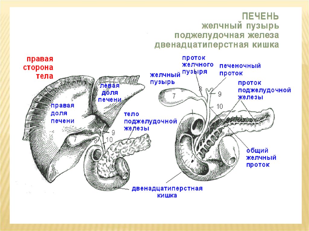 Болезни желчного пузыря и поджелудочной железы. Схема печени и желчного пузыря и поджелудочной железы. Проток желчного пузыря и поджелудочной железы. Желчный пузырь и поджелудочная железа. Строение протоков поджелудочной железы и желчного пузыря.