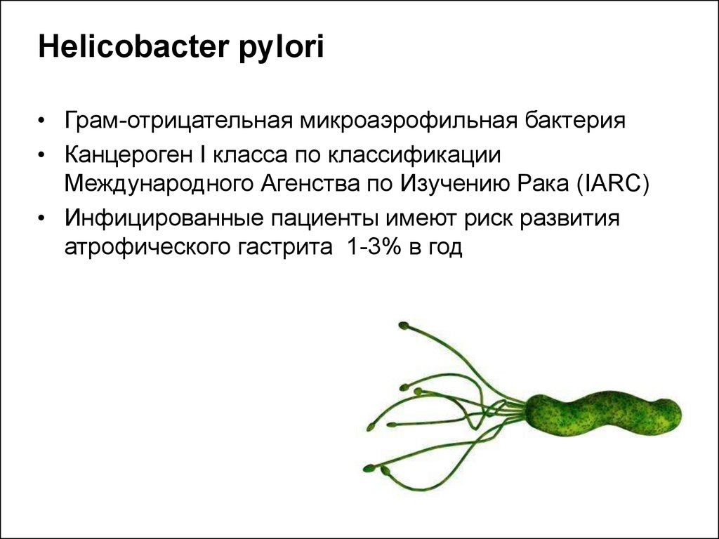 Helicobacter pylori. Хеликобактер пилори систематика. Бактерия хеликобактер пилори схема. Ферменты хеликобактер пилори. Фермент, выделяемый Helicobacter pylori:.