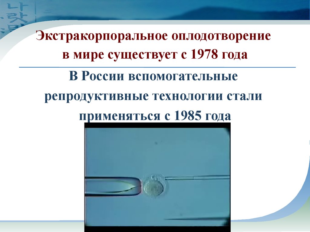 Экстракорпоральное оплодотворение проект