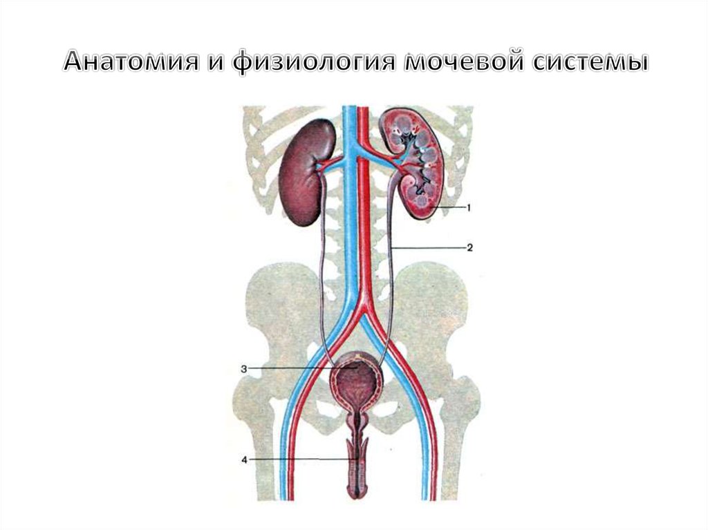 Общий план мочевыделительной системы