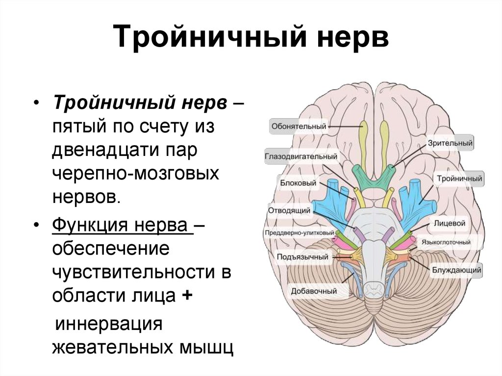 Черепные нервы тройничный