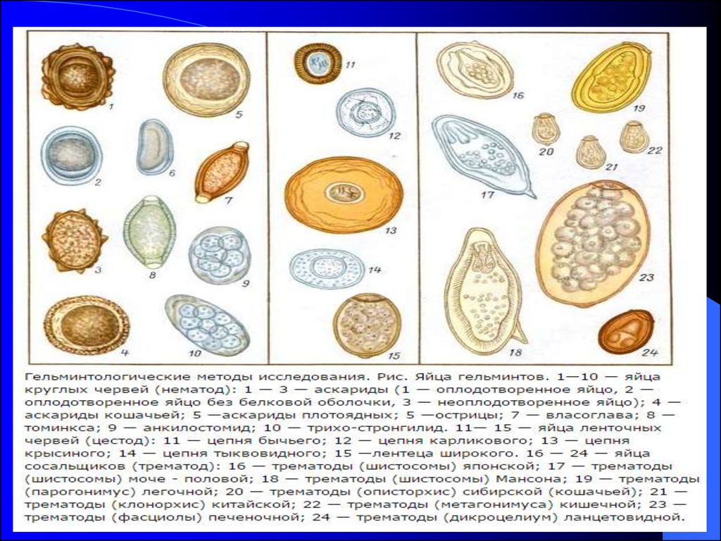 Сколько живут споры. Микроскопия кала яйца гельминтов. Яйца гельминтов микроскопия атлас. Яйца гельминтов сосальщик. Яйца глистов микроскопия атлас.