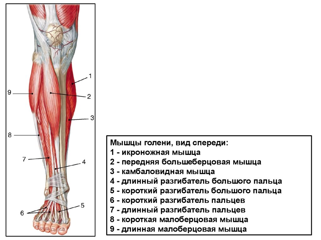 Боль в передней части голени. Большеберцовая мышца голени. Мышцы голени анатомия. Передняя большеберцовая мышца мышца. Икроножная и камбаловидная мышцы анатомия.