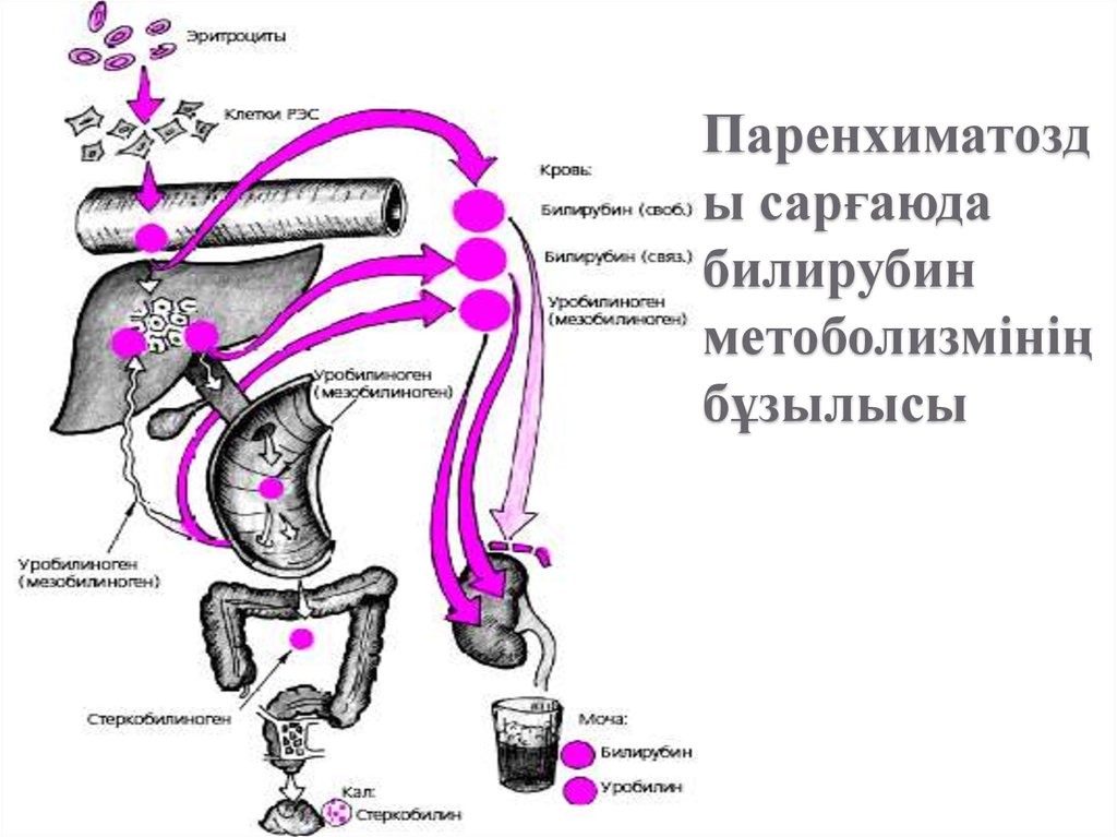 Обмен билирубина в норме схема