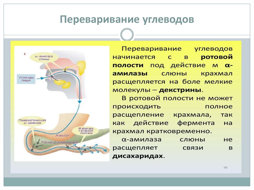 Схему транспорта витамина в пищеварительном тракте