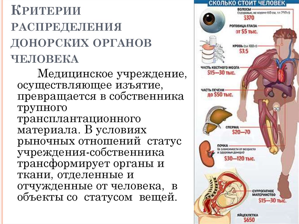 Донорство органов в россии. Стоимость человеческих органов. Стоимость органов человека. Сколько стоит человек. Колько стоят органы человека.