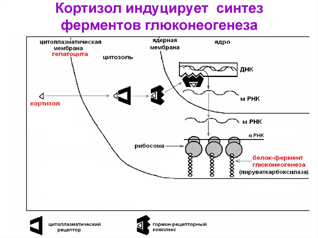 Кортизол на что влияет у мужчин