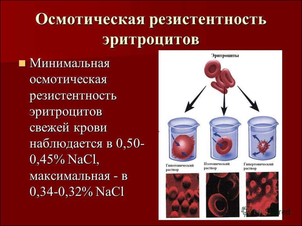 Определение количественного и качественного состава крови