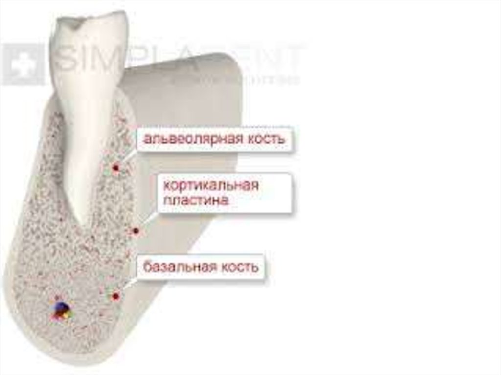 Надкостница зуба картинка