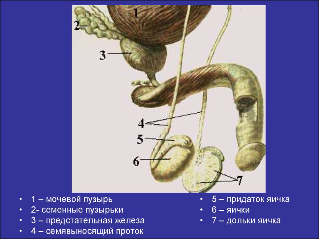 1 мужские половые железы. Мужские половые органы семявыносящий проток. Наружное строение мужской половой системы. Семявыбрасывающий проток анатомия. Мужская половая система анатомия строение яичек.