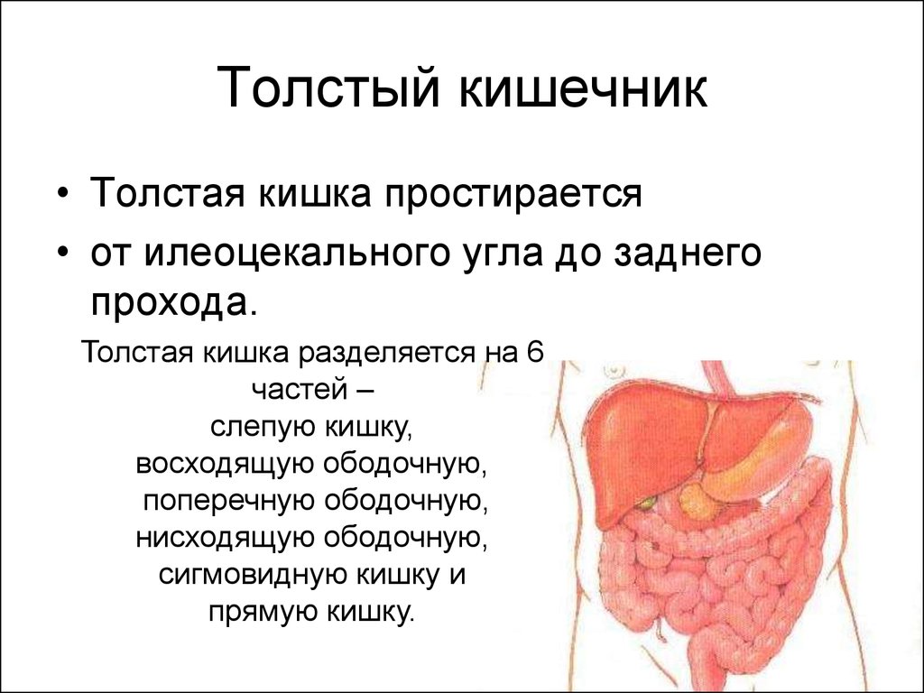 Симптомы толстой кишки. Заболевания толстой кишки. Толстый кишечник заболевания. Толстый кишечник воспаление. Болезни Толстого кишечника.